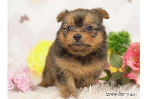 成約済の千葉県のミックス犬-211978の4枚目